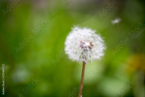 Fototapeta Naklejka Na Ścianę i Meble -  Pusteblume