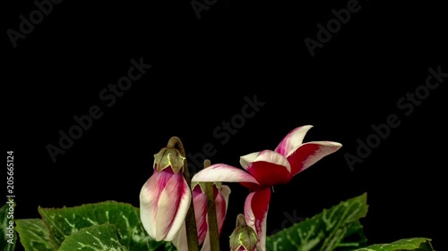 4k moving and rotating macro time lapse video of a cyclamen ornamental flower growing, blooming and blossoming on a dark background