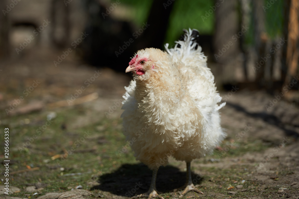 Fototapeta premium Free range chickens in field