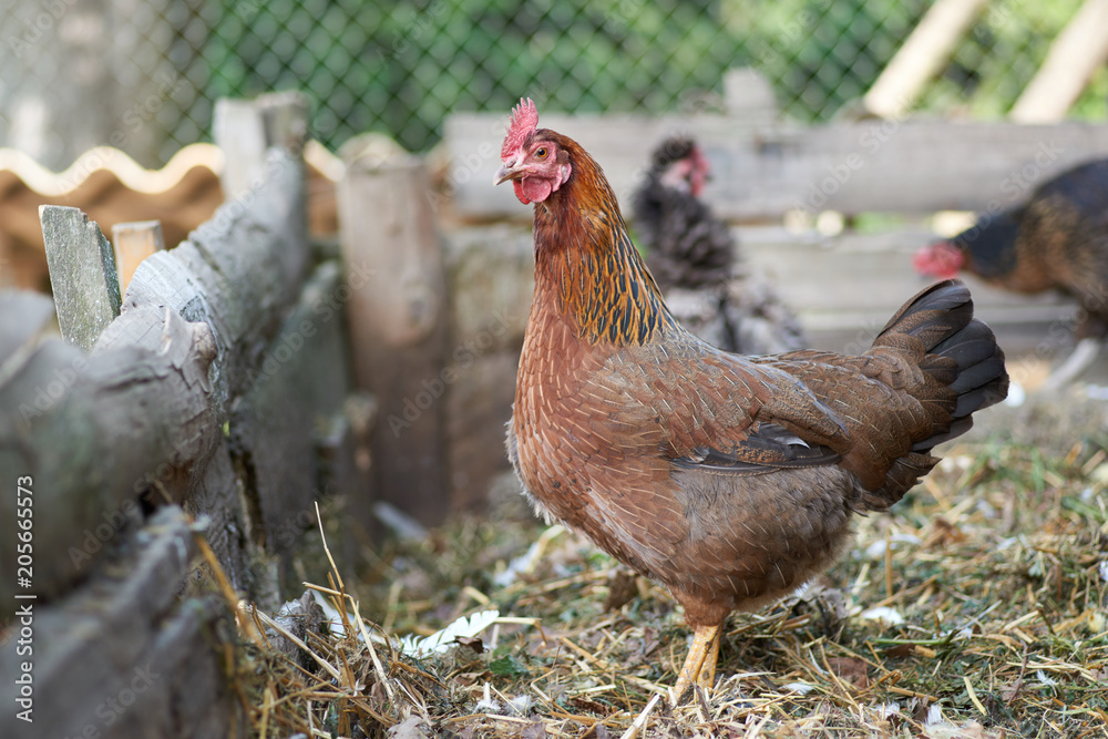 Fototapeta premium Free range chickens in field