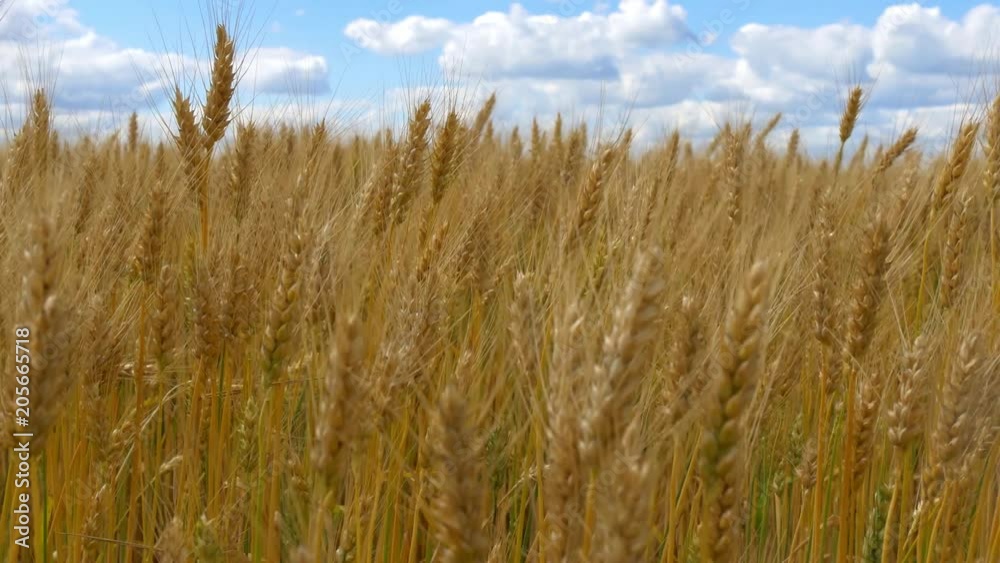 Mature golden spikelets of wheat in the field. Harvest of cereals. The farm. Mature golden spikelets of wheat in the field. Harvest of cereals. The farm.
