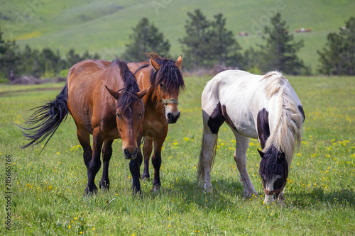 Horses in field on a mountain