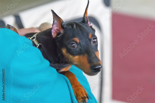 Portrait of a cute Miniature Pincher. photo