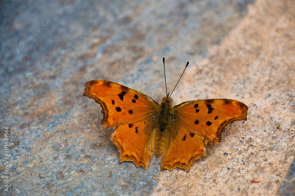 Obraz premium Unexpected visitor