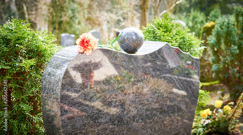Fotografie Grief at cemetery / Red carnation on gravestone / Tombstone