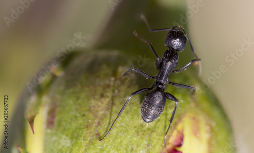 black ant in green nature close up photo