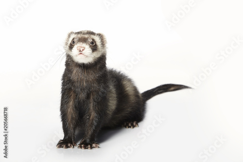 Standard color male ferret on white background