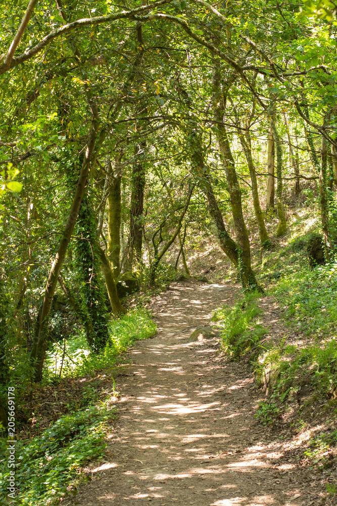 Forest Forest