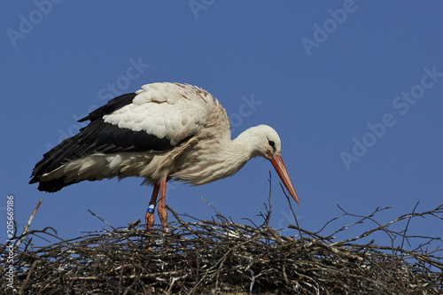 White stork (Ciconia ciconia)