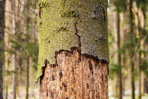 Trunk of spruce with exfoliating bark. Diseased tree damaged by bark beetle