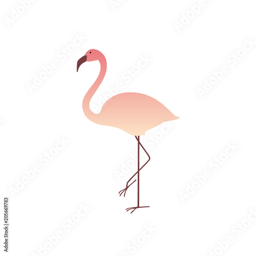 Colorful pink flamingo isolated on white background. Summer Vector Illustration. EPS10