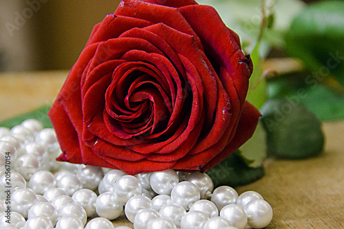 beautiful red rose with pearl beads on a beige background. photo