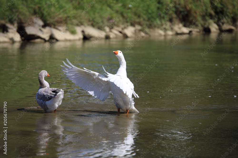 Schwan der dirigiert Schwan der dirigiert