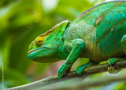 Chameleon in the primeval forests of the Andasibe National Park, Eastern Madagascar