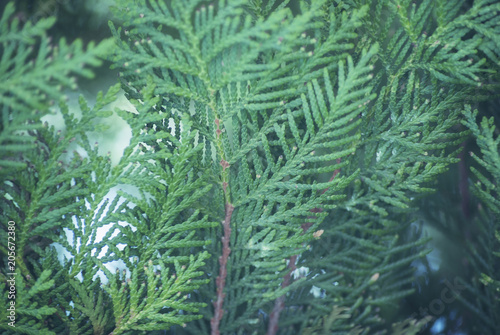 Fototapeta Naklejka Na Ścianę i Meble -  Texture green leaves thuja orientalis or pine tree branch for background close-up soft focus