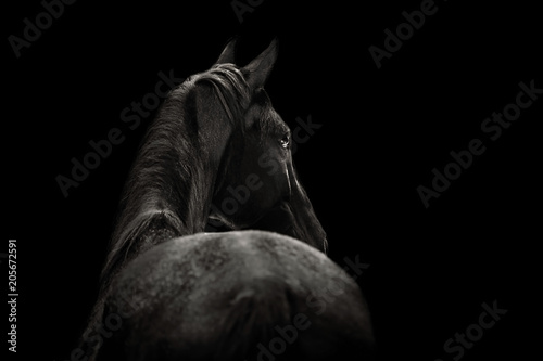 Obraz na plátně Portrait of a beautiful black horse on a black background
