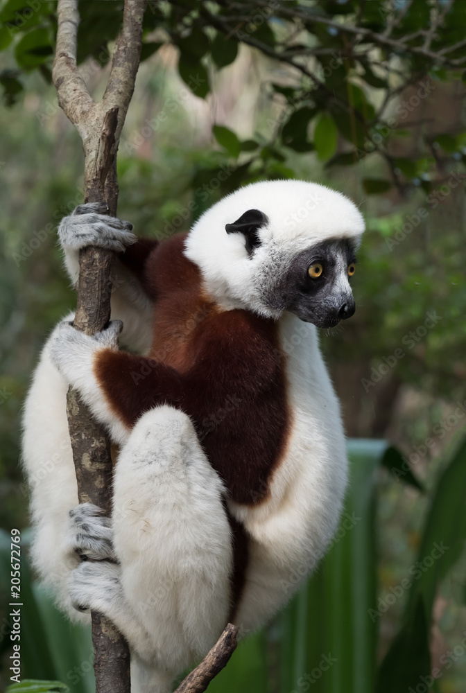 Obraz premium Sifaka, a large lemur which jumps from tree to tree in an upright position and rarefy comes to the ground and when it does it walks sideways, Andasibe National Park, Eastern Madagascar