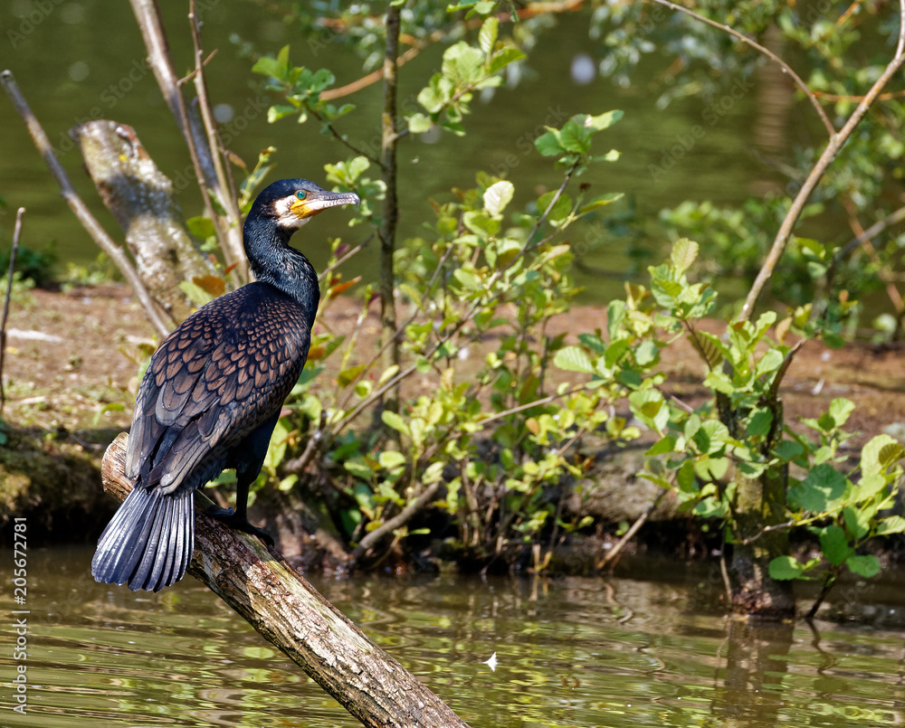 Fototapeta premium Grand cormoran
