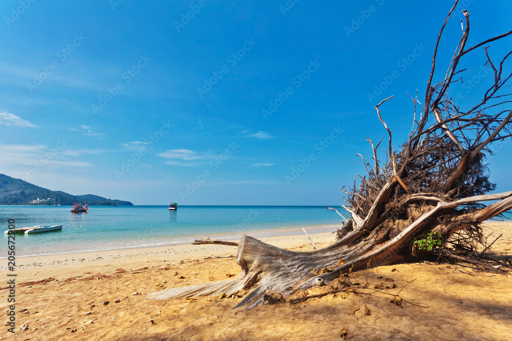 Dead tree trunk on beach