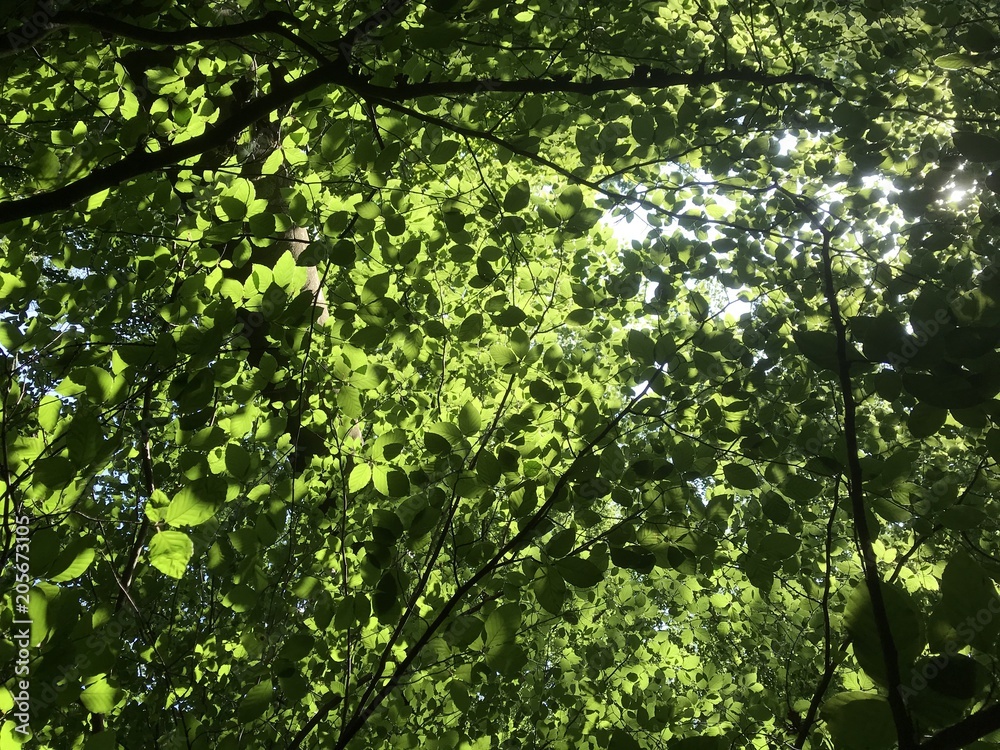 Leaves in the woods in spring, Germany Leaves in the woods in spring, Germany