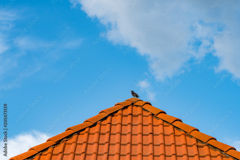 Blackbird perching on top of a roof with cloudy background. Concept of reaching the top Blackbird perching on top of a roof with cloudy background. Concept of reaching the top