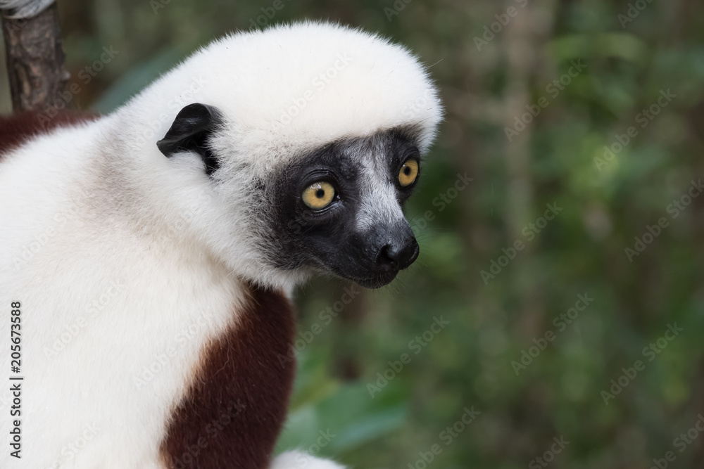 Obraz premium Sifaka, a large lemur which jumps from tree to tree in an upright position and rarefy comes to the ground and when it does it walks sideways, Andasibe National Park, Eastern Madagascar