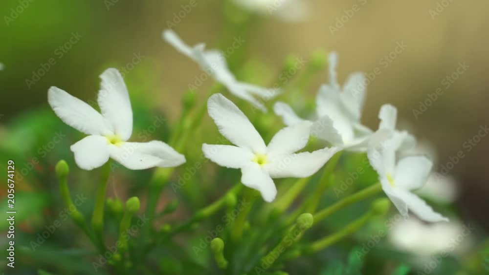 Pinwheel flower, Tabernaemontana corymbosa Pinwheel flower, Tabernaemontana corymbosa