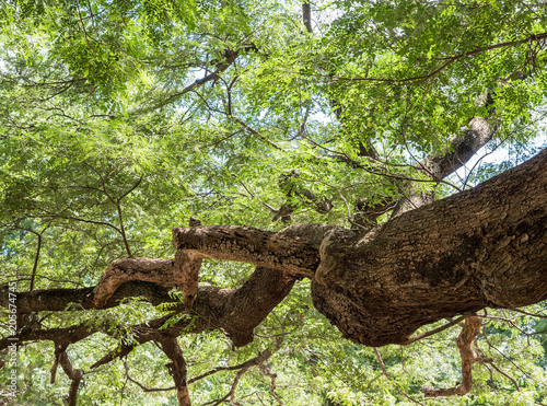 Large complex branch of the Rain tree. photo