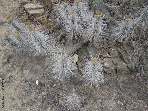 Cactus, Bolivia