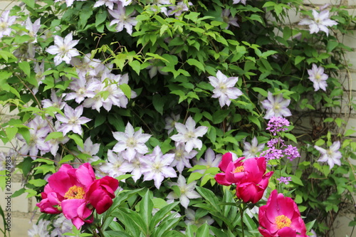 Bright peonies and delicate clematis have blossomed