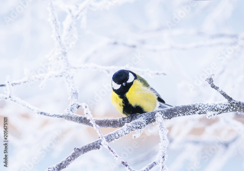 bright bird blue tit sitting in the garden in winter on the branches covered ...