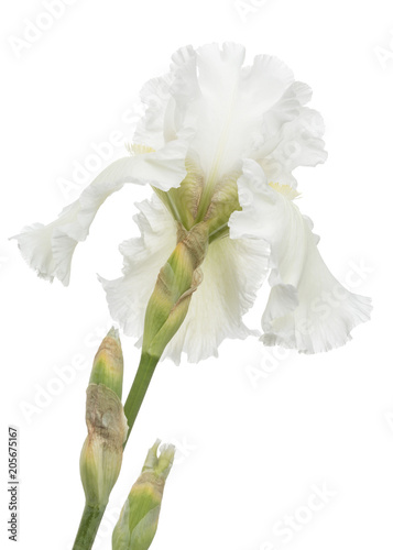 Fototapeta Naklejka Na Ścianę i Meble -  Flower of  white iris close-up, isolated on white background
