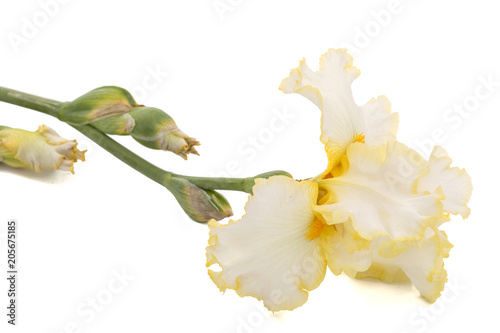 Fototapeta Naklejka Na Ścianę i Meble -  Yellow flower of iris, isolated on white background