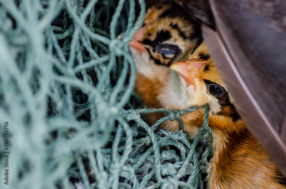 Cute junglefowl chick is in the nest. Newborn chicks. Cute junglefowl chick is in the nest. Newborn chicks.