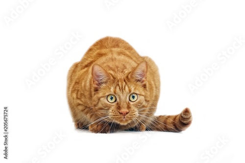 Tableau sur toile Ginger cat in ambush - isolated on white background.