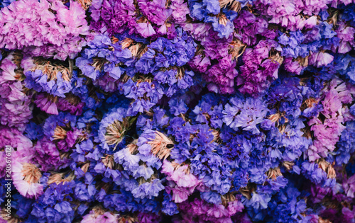 Deep Purple Spring Flowers