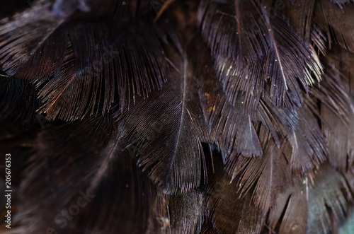 Close up chicken feathers background. Jungle Fowl chicken. Depth of field (DOF) effect.