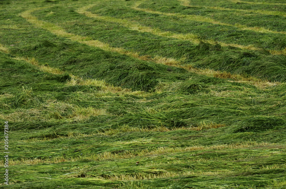 Obraz premium Green mowed fields background