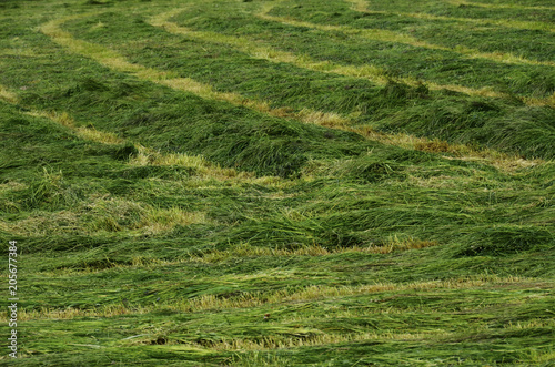 Green mowed fields background