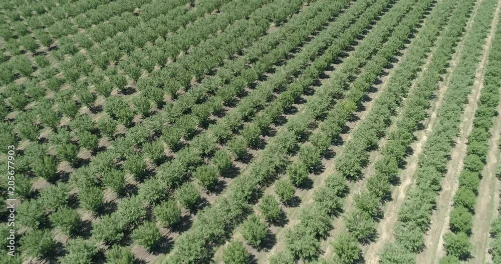 Aerial video of an almond orchard in central california Aerial video of an almond orchard in central california