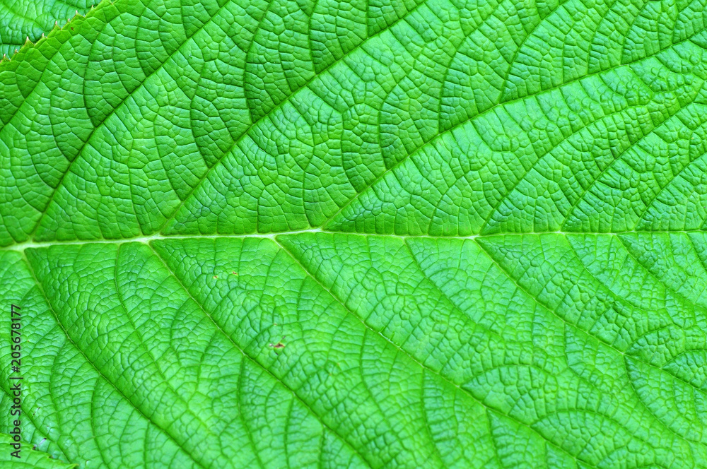 close up of a green leaf close up of a green leaf