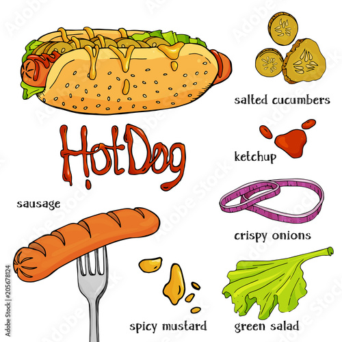 Appetizing hot dog and ingredients on a white background. Colorful vector illustration in sketch style.