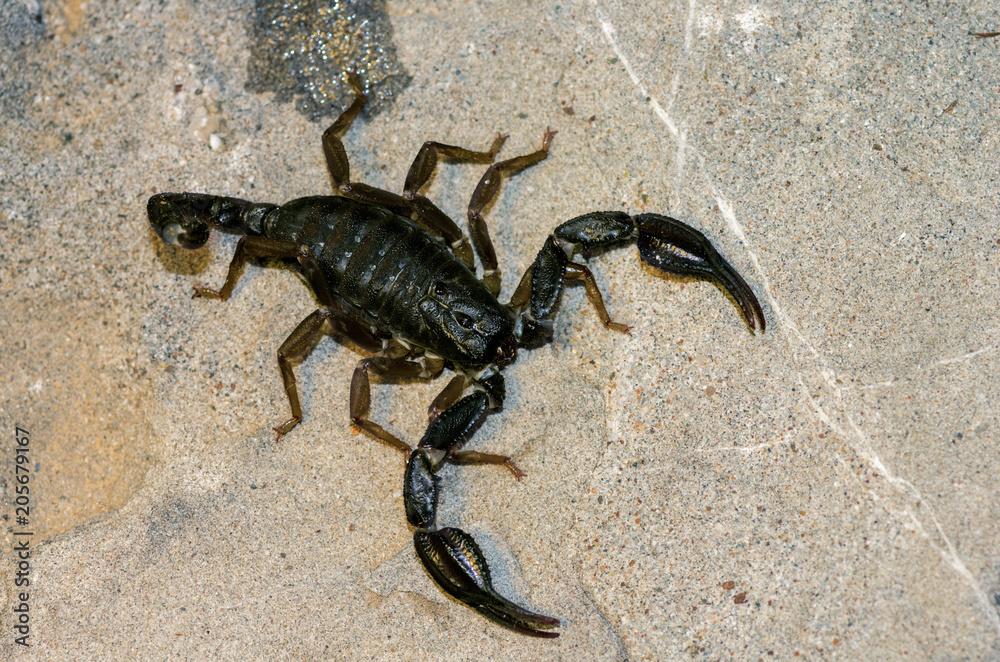 Live scorpio in natural conditions close-up, top view; Dangerous animals in the forest. Asian Giant Scorpion (Heterometrus Laoticus) Live scorpio in natural conditions close-up, top view; Dangerous animals in the forest. Asian Giant Scorpion (Heterometrus Laoticus)