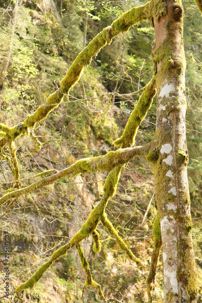 Fototapeta premium Im Wald