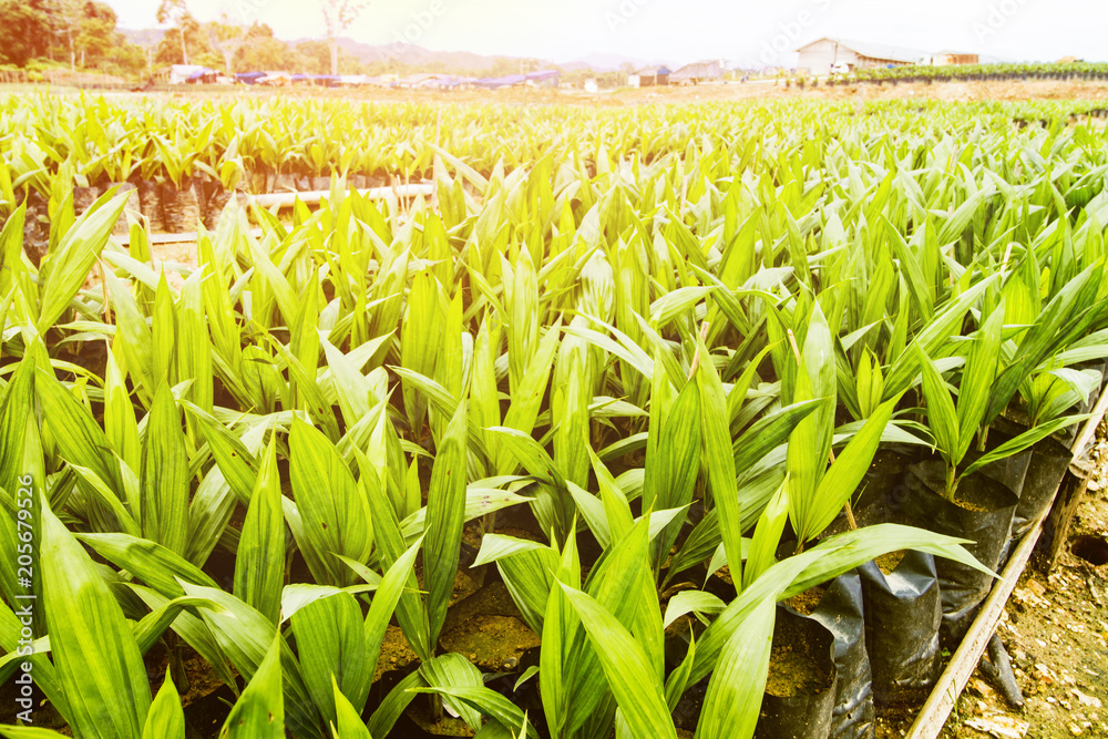 Oil Palm Plantation, Oil Palm Seeding Oil Palm Plantation, Oil Palm Seeding