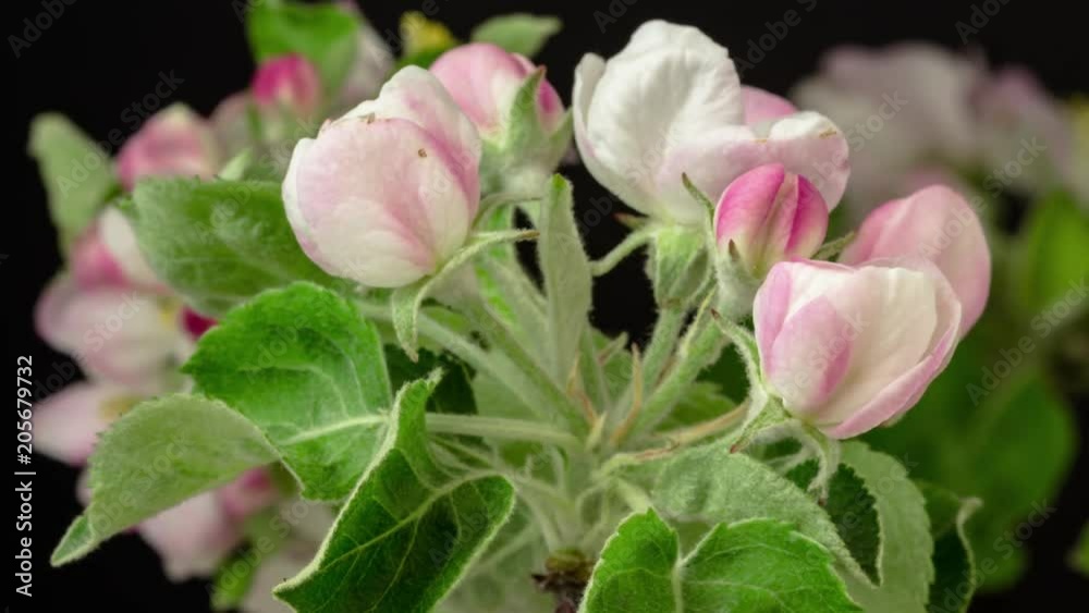4k moving and rotating timelapse of a apple fruit tree flower growing, blooming and blossoming on a dark background 4k moving and rotating timelapse of a apple fruit tree flower growing, blooming and blossoming on a dark background