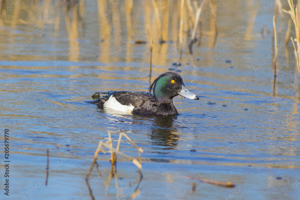 Crested duck drake swims in the spring lake Crested duck drake swims in the spring lake
