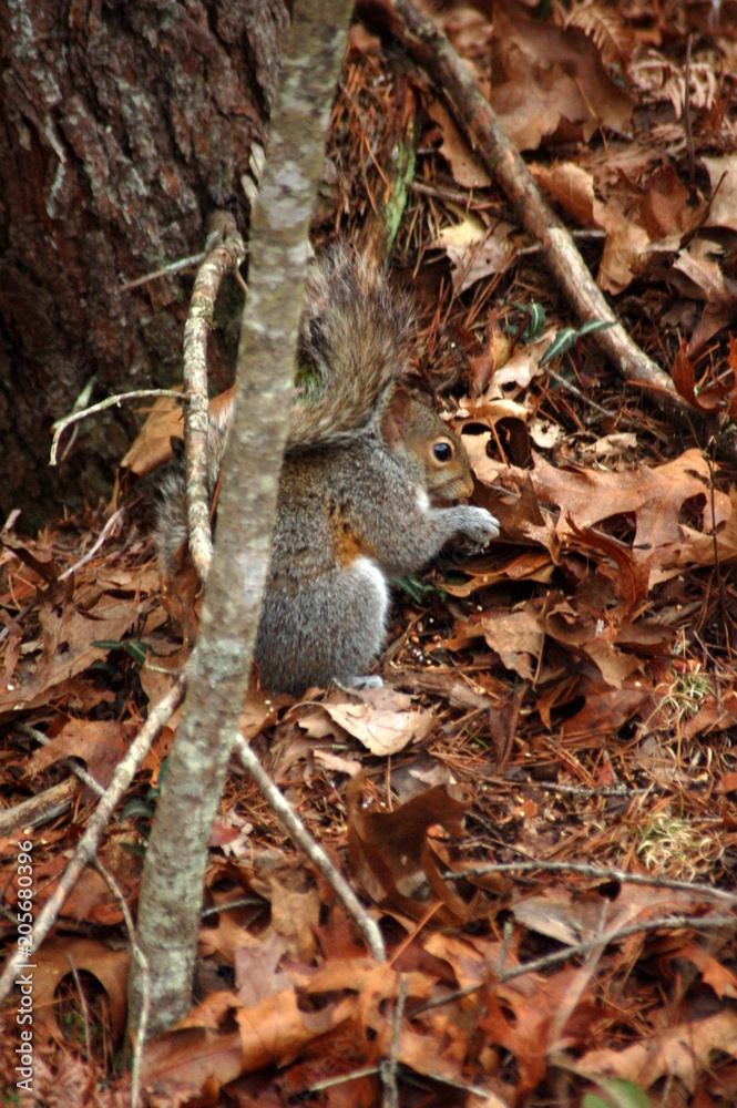 Obraz premium squirrel in nature