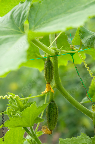 Cucumbers hang on a stalk, grow in a greenhouse, inflorescence and small cucumbers, close-up