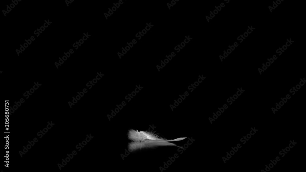 Single white feather falling down on surface black background
